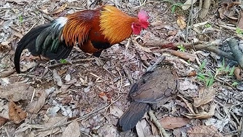 dib qaib qus nhub no ma tuaj zoo heev