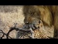 WILD VS WILD - LION BRUTALLY KILLS A CHEETAH