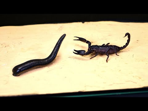 Video: Kuidas Skorpioni Visata