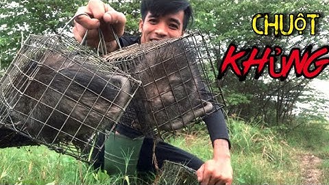 Săn lùng Loài Chuột Cống Nhum khủng