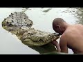 Crocodile Sees It&#39;s Adoptive Dad After Years…