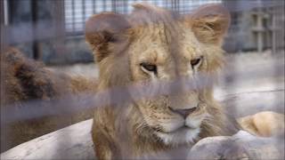 チャコとオリト  父と息子の絆  in  桐生が岡動物園