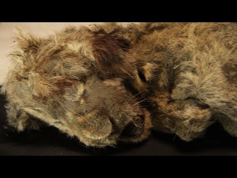 WATCH: 28,000-Year-Old Frozen Lion Cub Found With Whiskers Intact