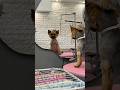 Beauty Dog 🐶 #beautiful #calm #yorkie #grooming #viral #explore #parati #foryou #kawaii #cute #dog