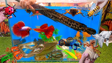 Video tổng hợp cá cảnh đẹp, động vật dễ thương, cá sấu mỏ vịt, chép sư tử, tôm hùm, ốc, rắn, cua