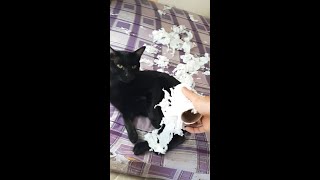 No self-justification. But I think the cats are innocent. by Oops Meow 297 views 9 months ago 1 minute, 28 seconds