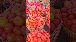 Price Of Tomatoes In Lagos and Ibadan #DiscoverMyAfrica #PullUpYoShorts