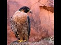 The Falconry Podcast: Episode 002 Kestrels in Falconry