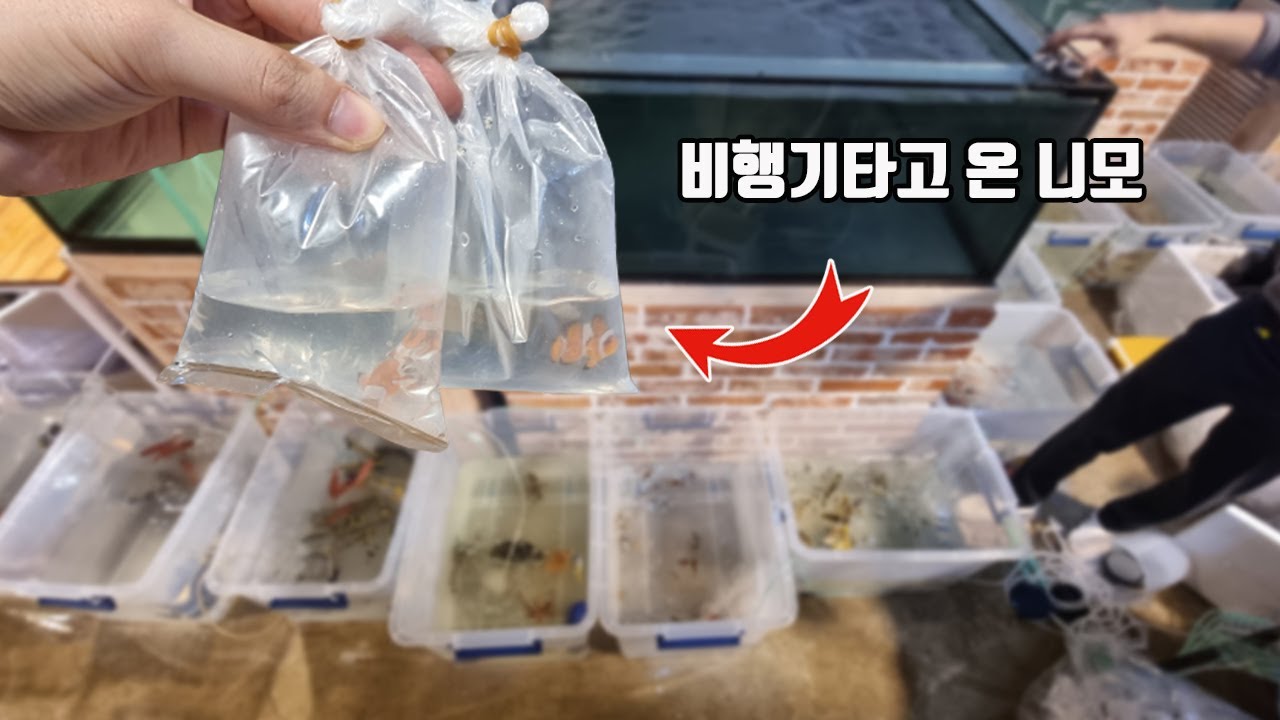 ⁣※물뽕주의※ 몰디브에서 비행기타고온 수백마리의 해수어들 진짜 대박입니다 [TV생물도감]