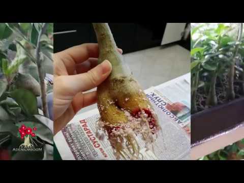 Видео: Clefthoof - вечнозелено необичайно растение - ще украси сенчестите места на вашата градина