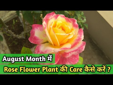 Video: How To Care For Roses In August