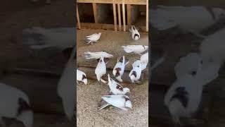 Бакинские голуби , Вагифа