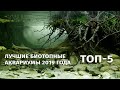 Топ-5 биотопных аквариумов 2019 года / Top-5 Biotope Aquarium Design Contest 2019