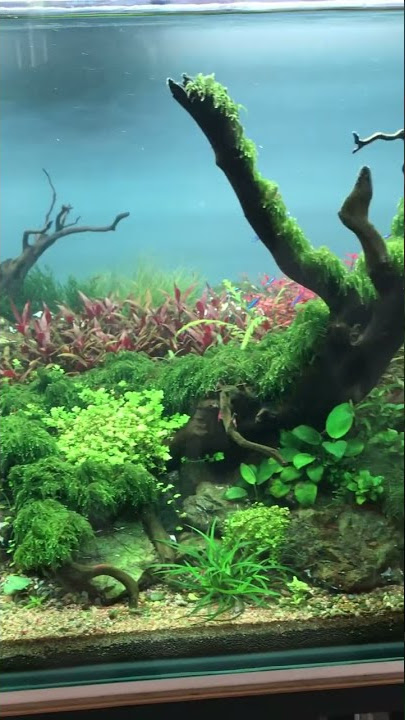 Maintenance Aquascape Client Tema Natural #aquascape #shorts #viral #video