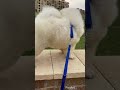 تشاو تشاو