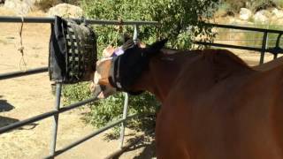 Nibble Net Slow Feed Hay Net for horses