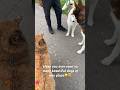 Have you ever seen so many beautiful dogs?? #beautiful #dog #pet #viral #shorts #youtubeshorts