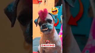 "Punk Dog & Dog Walking Like A Human Wait for it!🤣" #trendingshorts #youtubeshorts #pets #funny