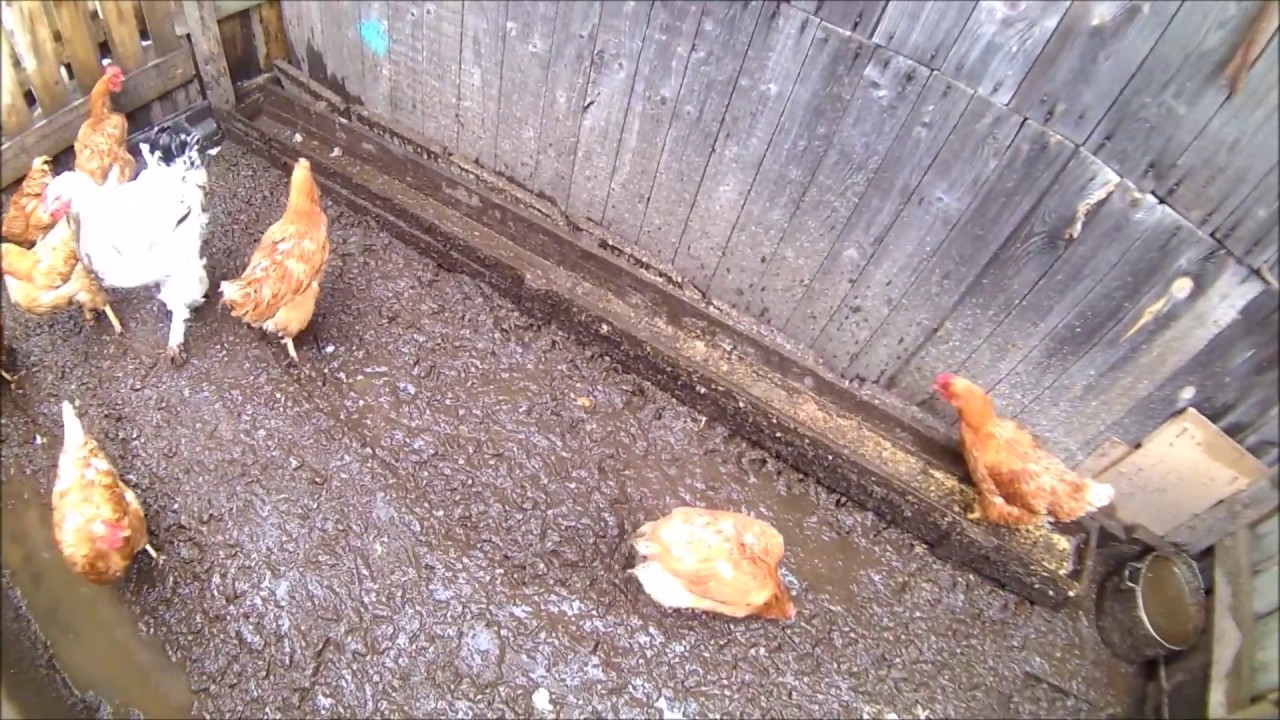 кур породы Хайсекс