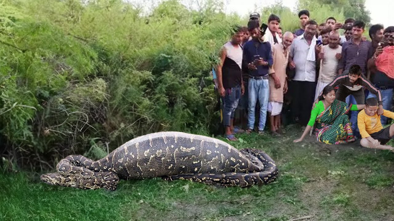 Snake Attack Boys In Forest | An Anaconda snake attack and python brief ...