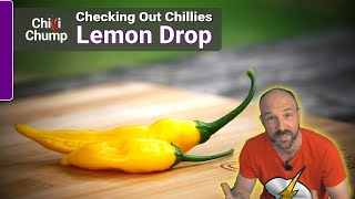 Aji Lemon Drop - Episode 8: Checking out Chillies with ChilliChump