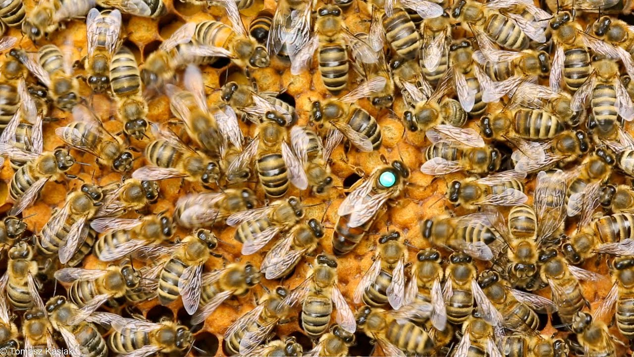 ABC pasieki cz.8 - przegląd rodziny