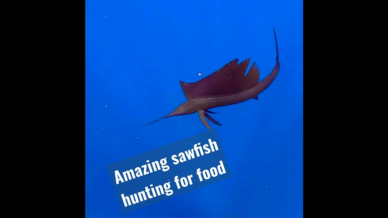 Amazing sawfish hunting for food 
