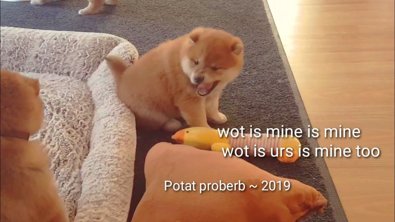 He Clever As Hecc Shiba Inu Puppies With Captions