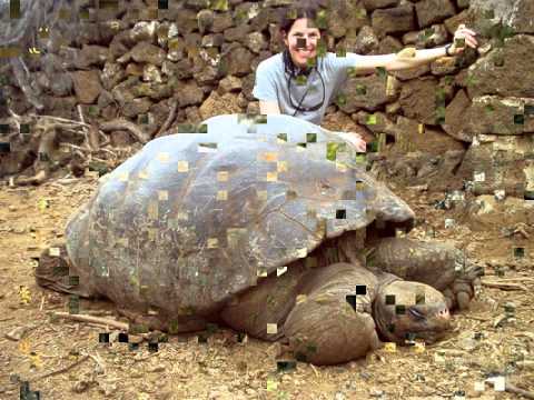 Видео: Как се касапва костенурка