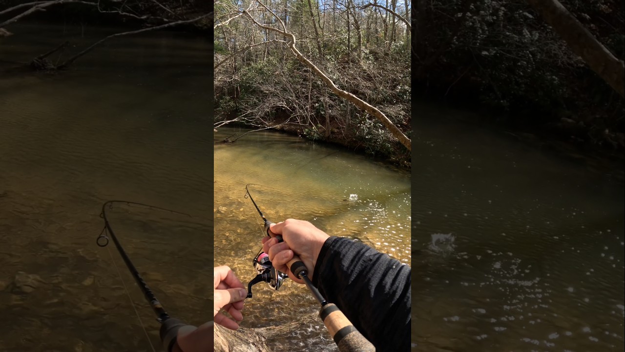 Trout fishing at Smiths Creek. 