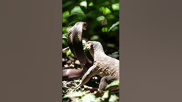 Snake#Snake#foryou#Snake  #SnakeVideo #SnakeRescue  #WildSnake #Python #SnakeShorts  #SnakeAttack