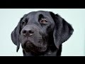 Molly The Black Labrador: 4 - 6 Months