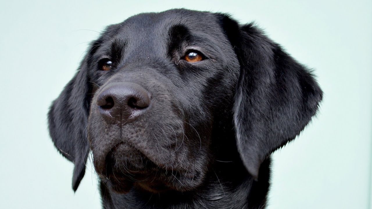 lebra black puppy