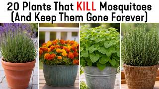 20 Plants That KILL Mosquitoes (And Keep Them Gone Forever)