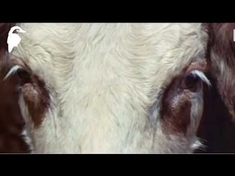 The Muster | Aerial Cattle Mustering in the Katherine Region (1973)