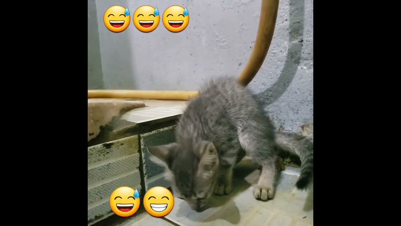 this is JURAGAN Bocil Cimol😅😅