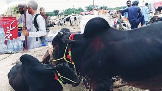 Maweshi Mandi 2023 in Mirpur Azad Kashmir|مویشی منڈی 2023|@MassoodAttariTv