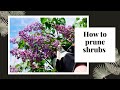 How to prune shrubs I The basics of how and when to prune spring flowering shrubs
