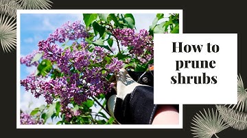 How to prune shrubs I The basics of how and when to prune spring flowering shrubs