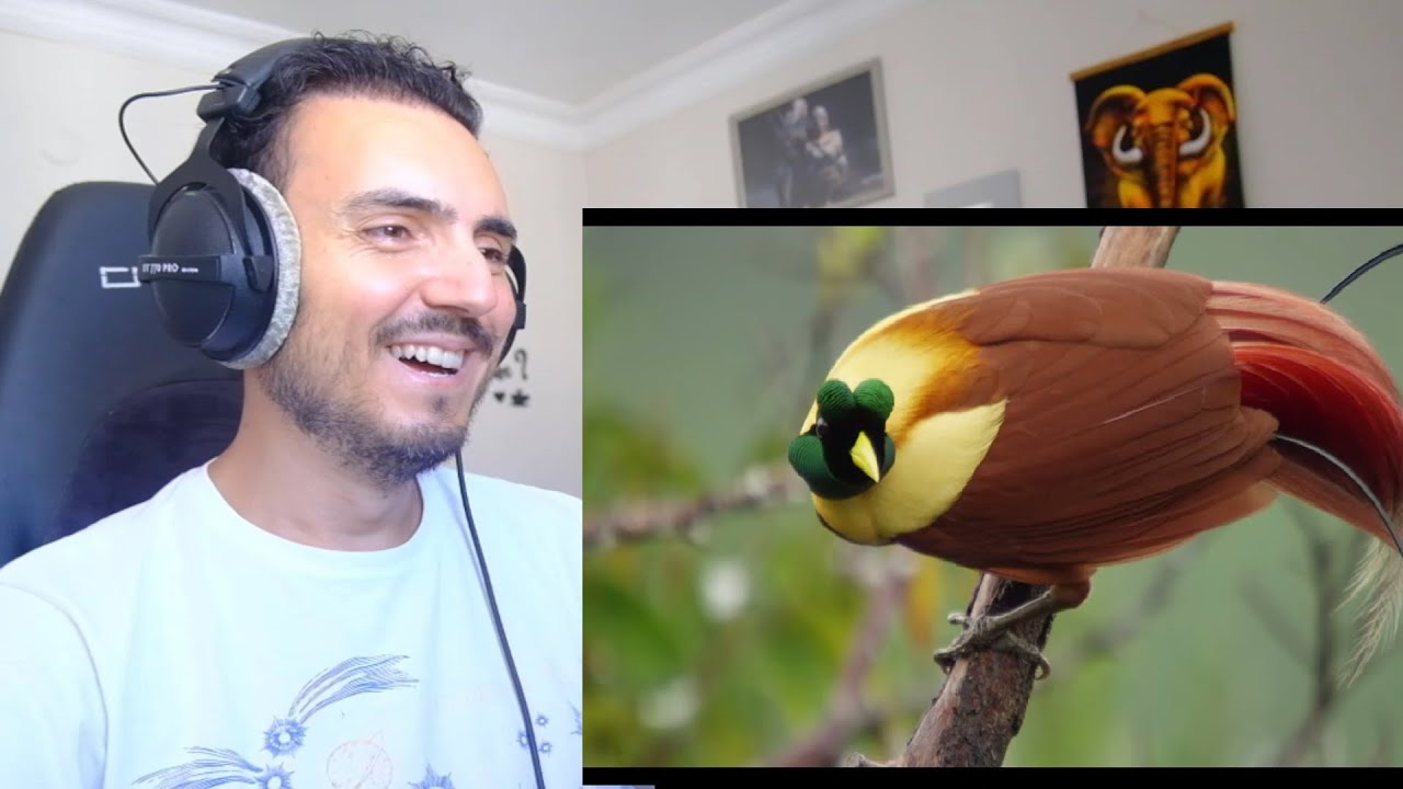 Tanah Papua: A Paradise for Birds Reaction