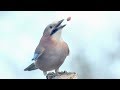 Bird Behaviour: Eurasian Jay Caching Acorns and Tossing Peanuts