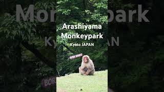 the baby was born today! #monkey #babymonkey #arashiyamamonkeypark #baby #wildlife #kyoto