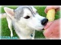 DOG EATS CORN ON THE COB | Husky Puppy eats Corn