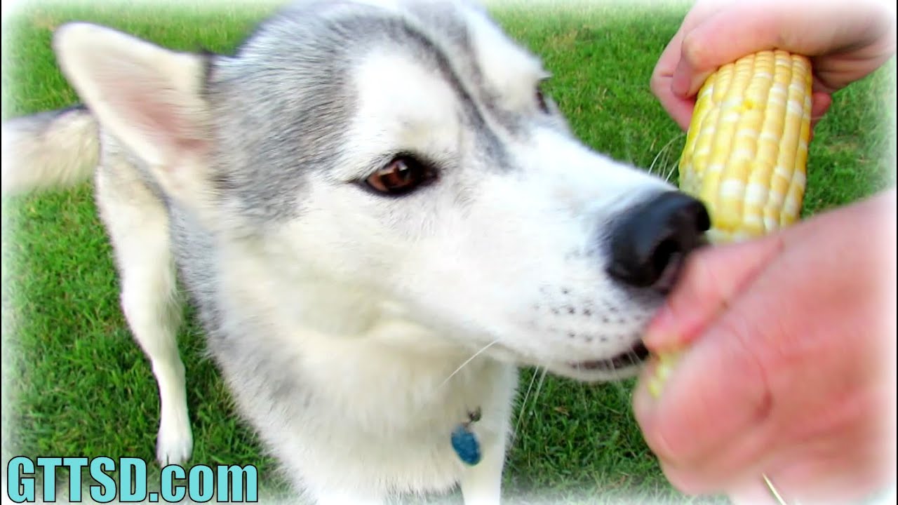 Dog Eats Corn On The Cob Husky Puppy Eats Corn Youtube,Tomato Blight On Stems