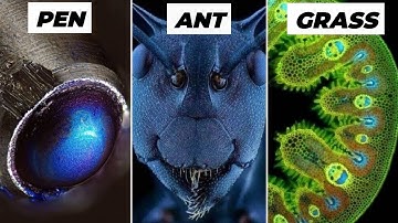 Objects Under Electron Microscope! (Part-1)