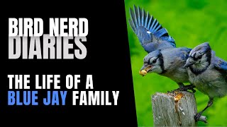 Life Of A Blue Jay Family | Bird Nerd Diaries