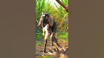 "🐍 Giant Python Attacks Goat – Farmer’s Brave Rescue! 🐐🔥"#ytshorts #usaanimals #animals