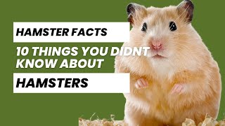 Hamster Facts 10 Things You Didn’t Know About Hamsters