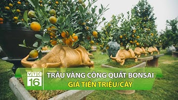 Độc lạ: Trâu vàng cõng quất bonsai giá tiền triệu/cây | VTC16