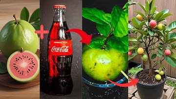 super unique technique to grow guava plants with Coca-Cola , super fast growth
